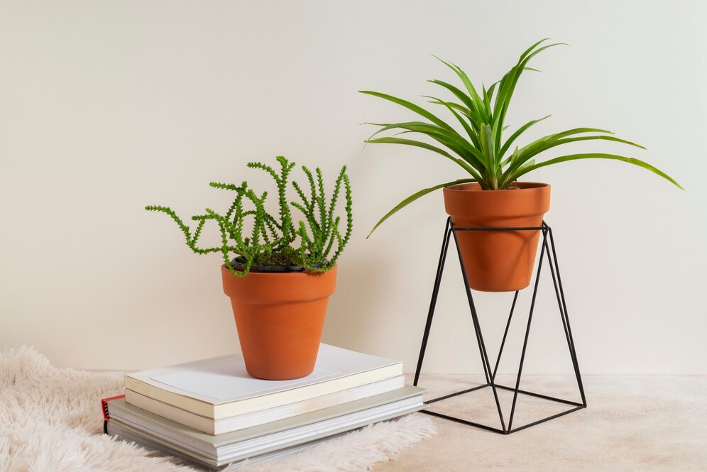 plantes d'intérieur