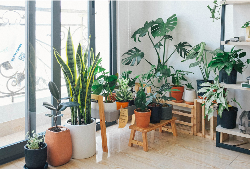 Créer facilement un jardin d’intérieur à la maison