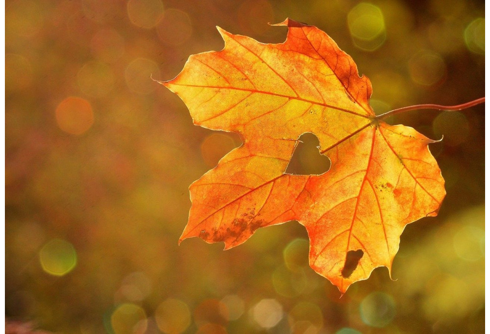 Couleur d'automne dans votre intérieur 